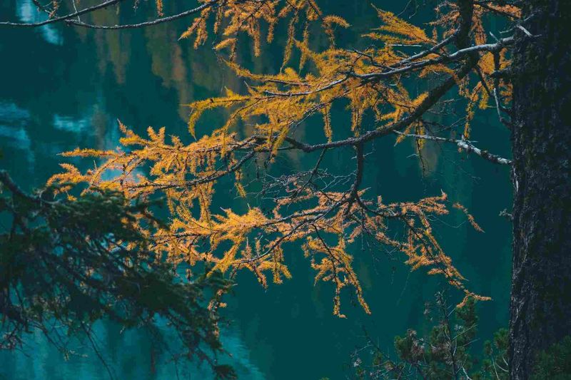 Foliage in Italia 2026: Parco Gran Paradiso, Val di Non e Parco Nazionale del Casentino a confronto, dove vale la pena